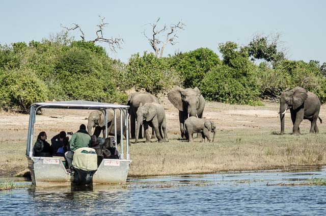Chobe day trip